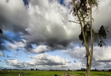 猛龙主场撕碎雄鹿，东部四强鏖战正酣！